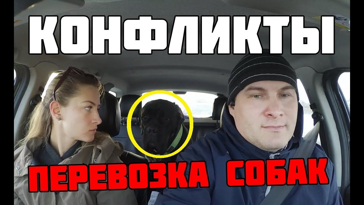 КОНФЛИКТЫ ПЕРЕВОЗКА ЖИВОТНЫХ УБЕРАСТКИ ПИЦЦЫ