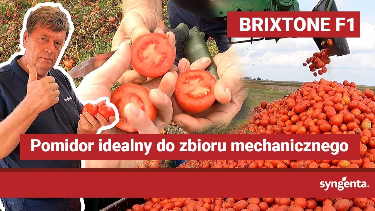 Brixtone F1 - pomidor idealny do zbioru mechanicznego