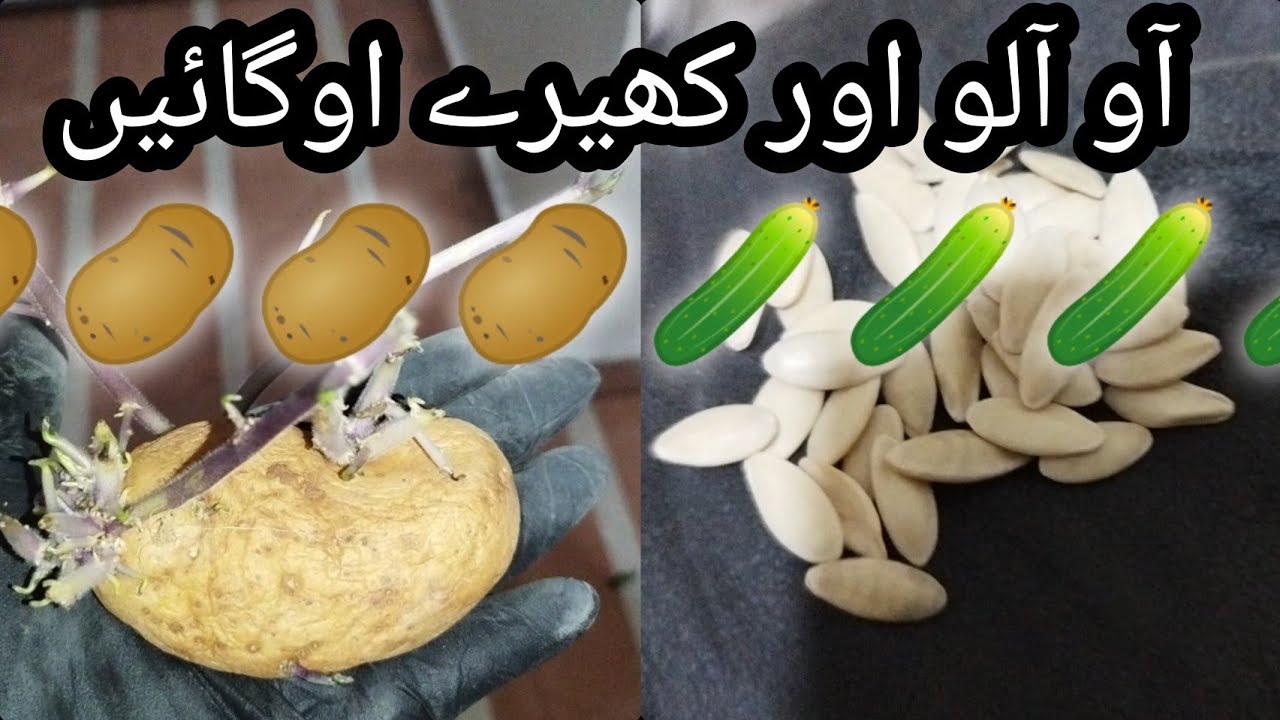 How to grow potatoes in pots/Kitchen gardening 