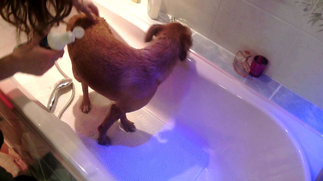 Tutoriel: Laver son chien