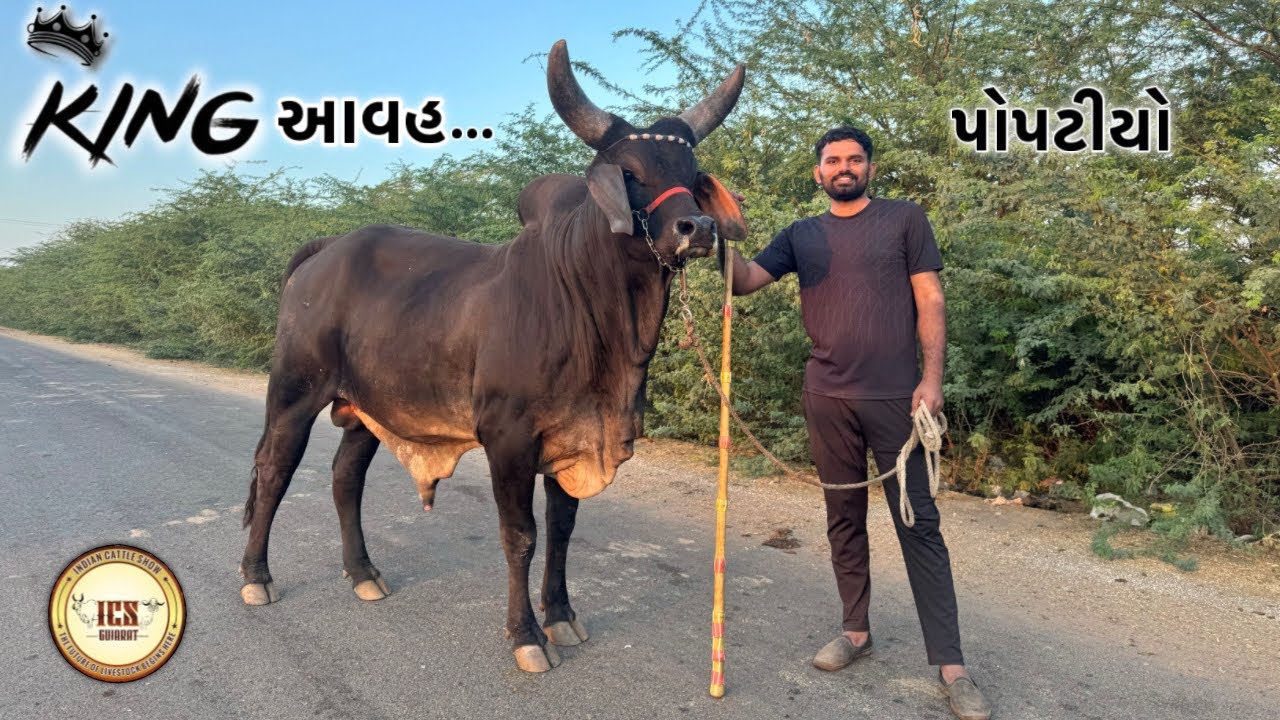 King પોપટીયો આવેશે….🔥| Indian Cattle Show 2026 