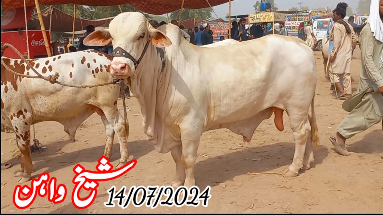 Gulabi Nukry Ablack Bull's in Sheikhwan Cow Mandi 7 Muharram Ul Haram|