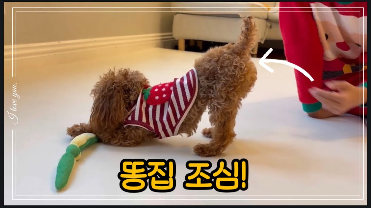 🐶￼3명의 펫시터 정신 없이 놀아준닷!! 🤣🤣🤣 ￼ 