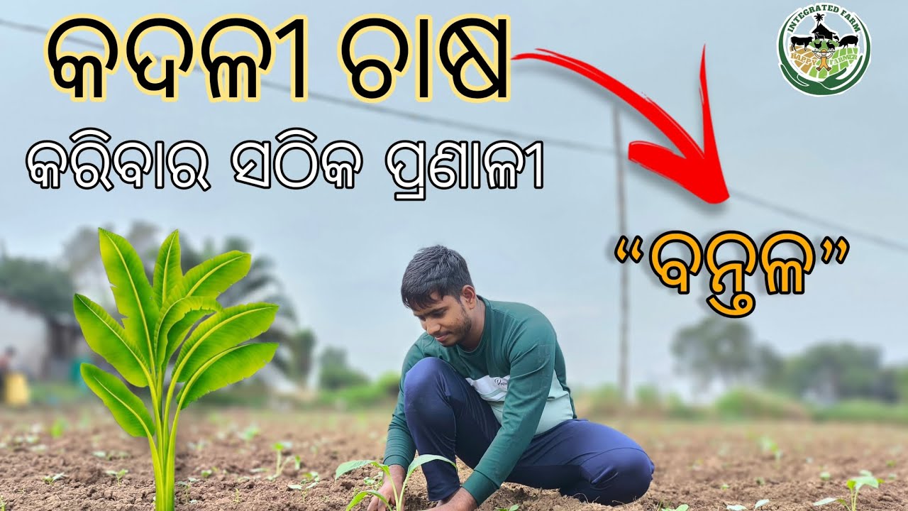 କଦଳୀ ଚାଷ କରିବାର ସଠିକ ପ୍ରଣାଳୀ, ବନ୍ତଳ, ଓଡ଼ିଶା | BANANA FARMING BANTAL VERITY IN ODISHA। #bananafarming