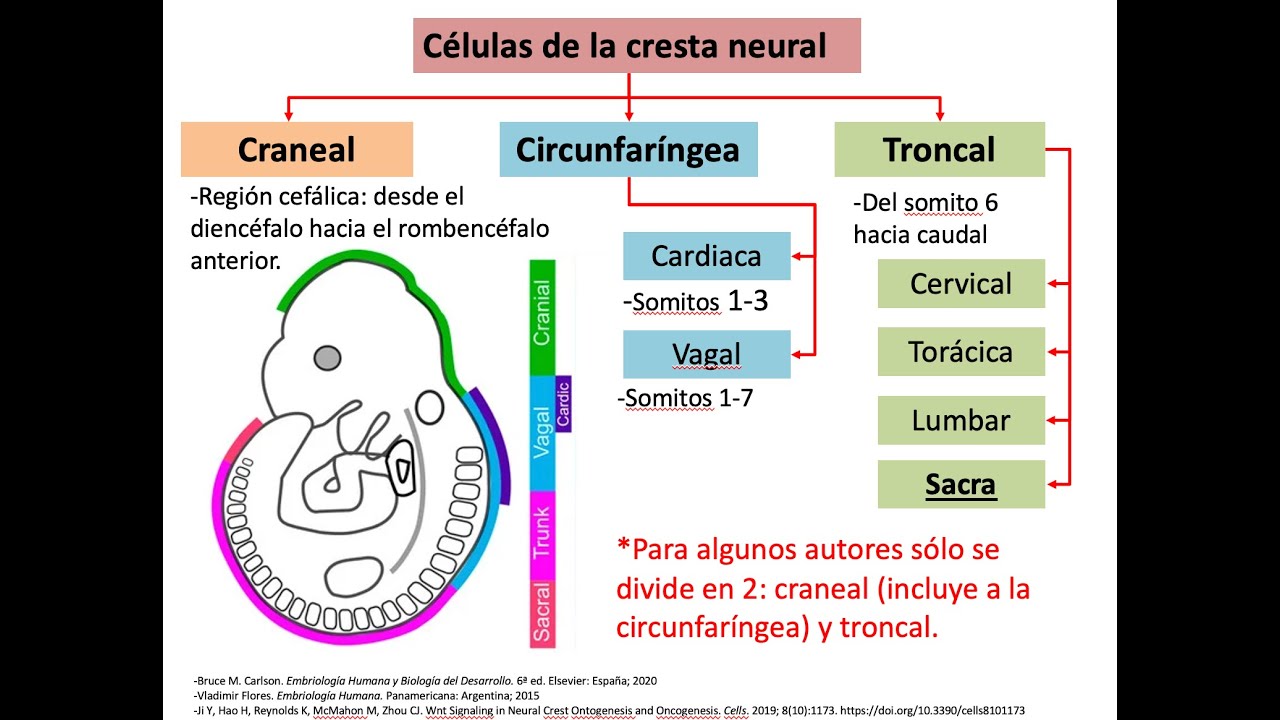 Embriología: Células de la cresta neural