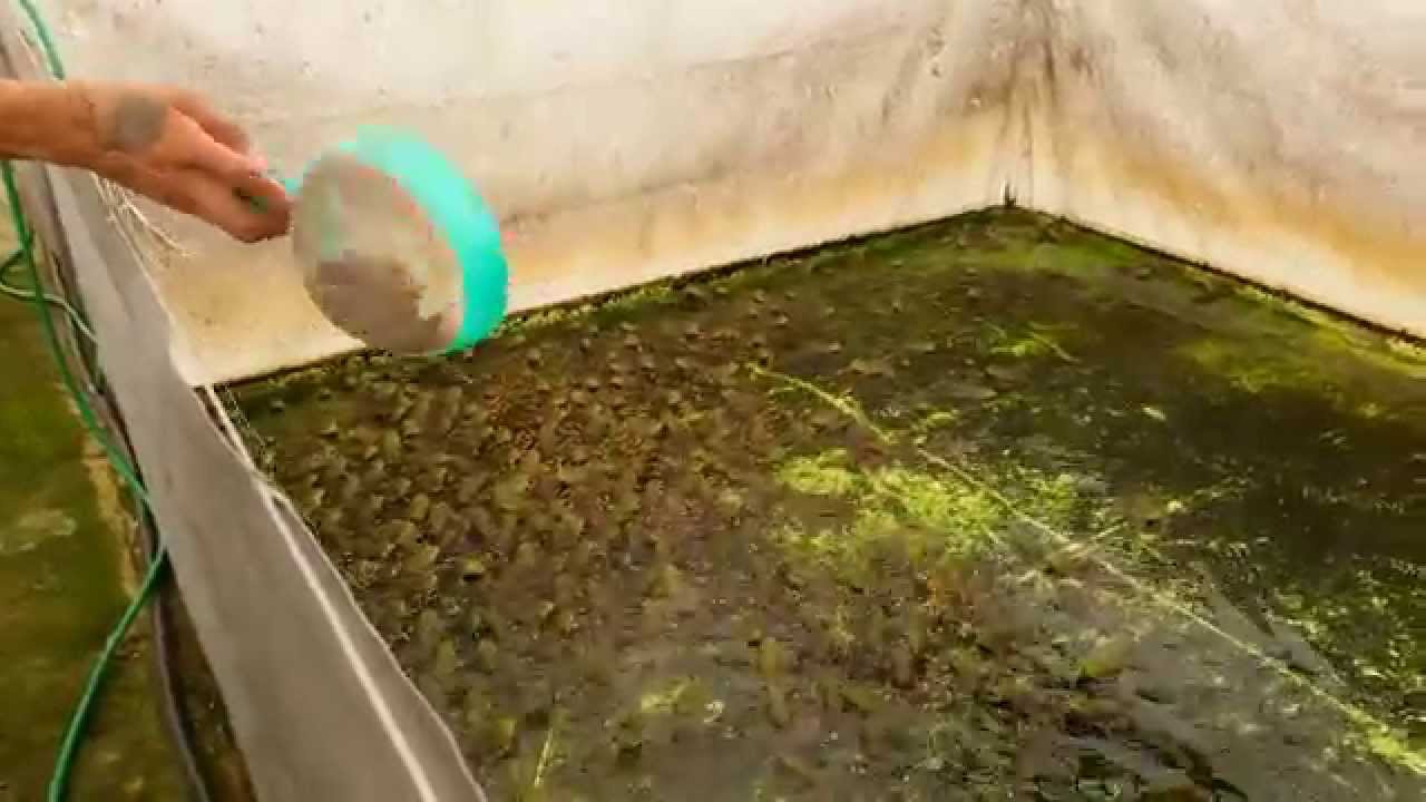 Ranakann.com.br - Alimentando as rãs