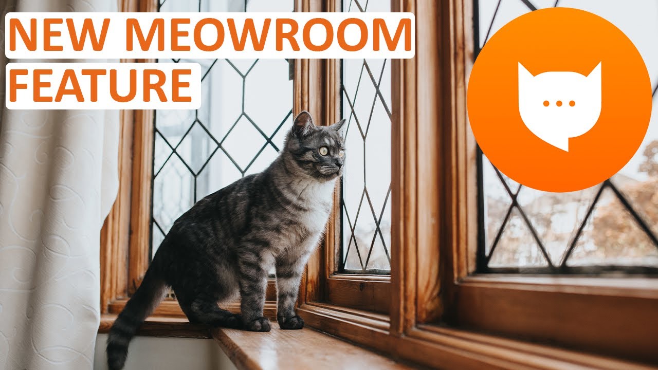 MeowRoom: How to Turn an Old Phone into a Smart Speaker for Your Cat with the  MeowTalk App