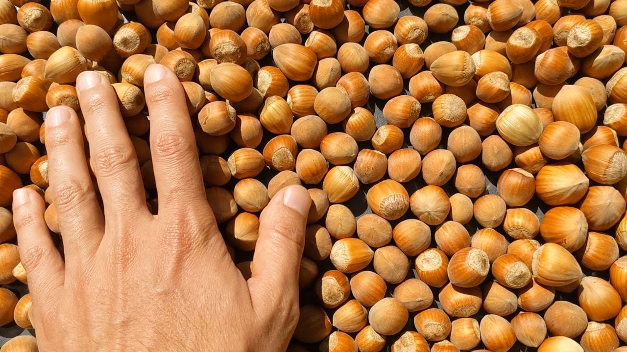 ¿ Cuándo Maduran las Avellanas?