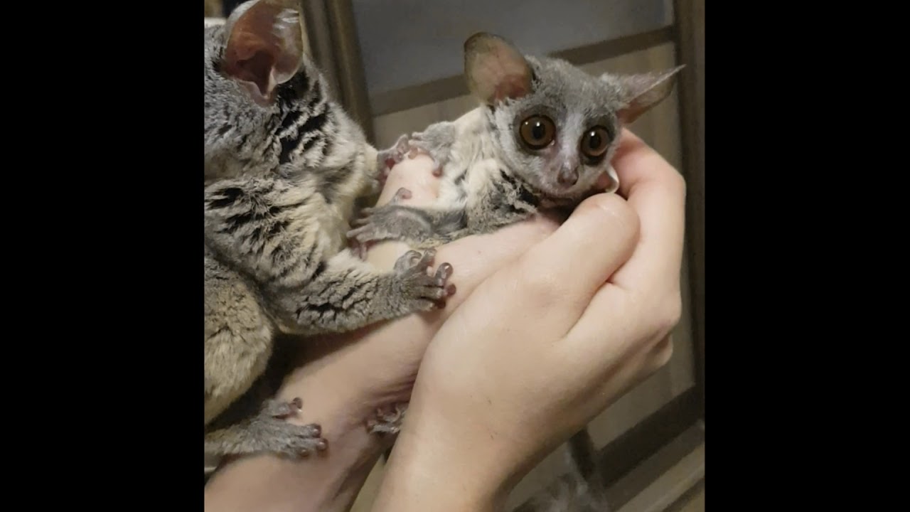 Сенегальский галаго (лат. Galago senegalensis)