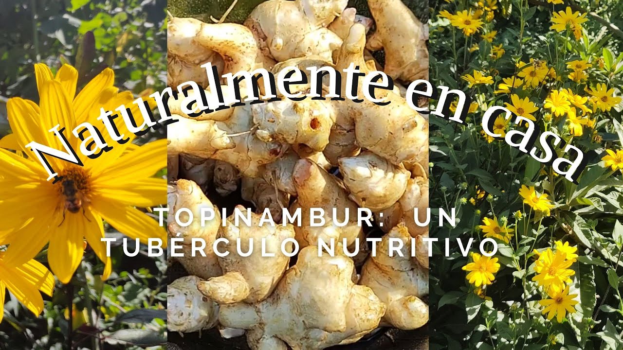 Huerta Topinambur, un tubérculo nutritivo para dietas delicadas