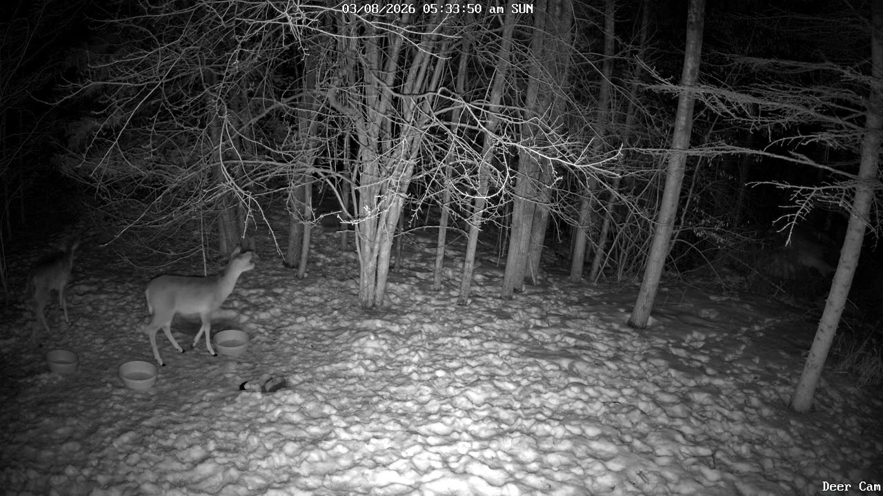 Deer 3-08-2026 5:20 AM