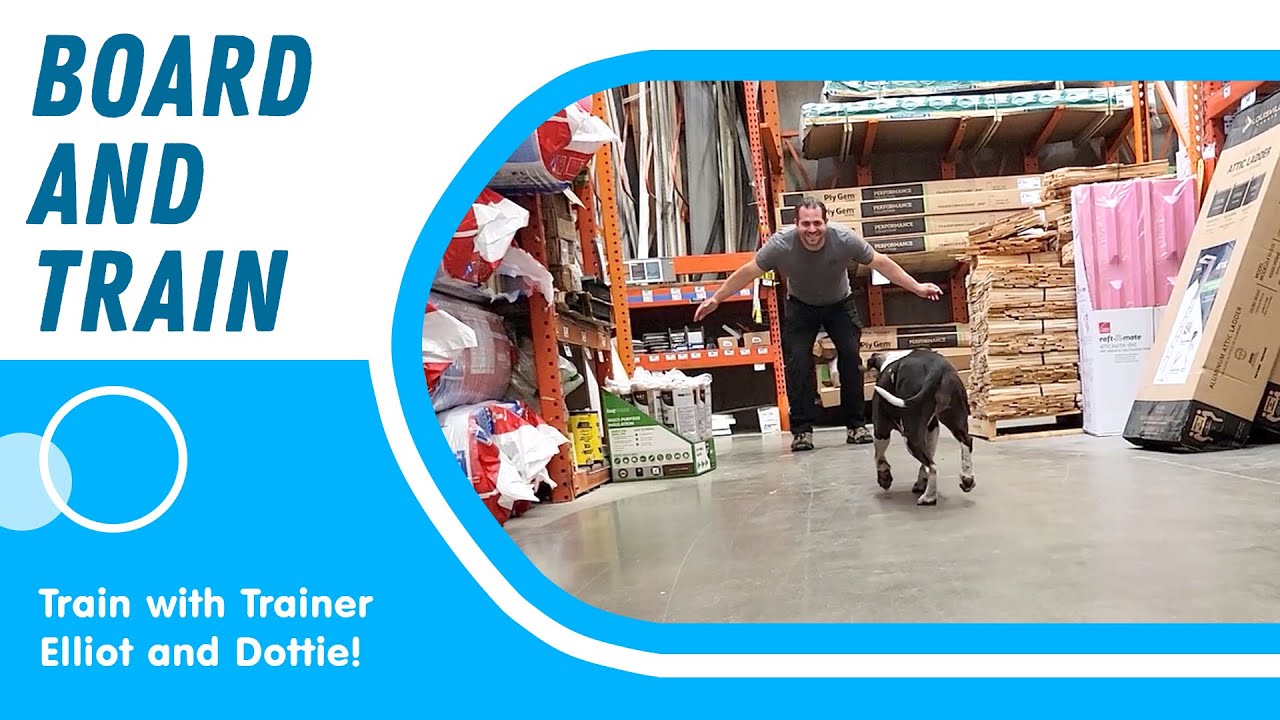 Board and Train with Dottie!
