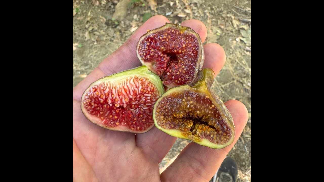 August 2025 So Cal Fig Hunting
