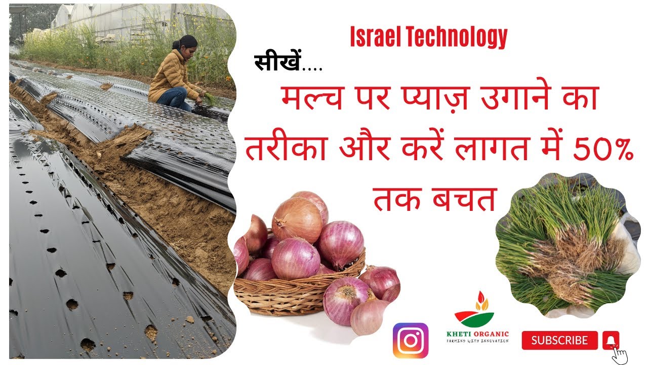 How to Grow Onion on Mulch! Israel Technology! Pyaz ki Kheti! Rabi Onion! Organic Farming