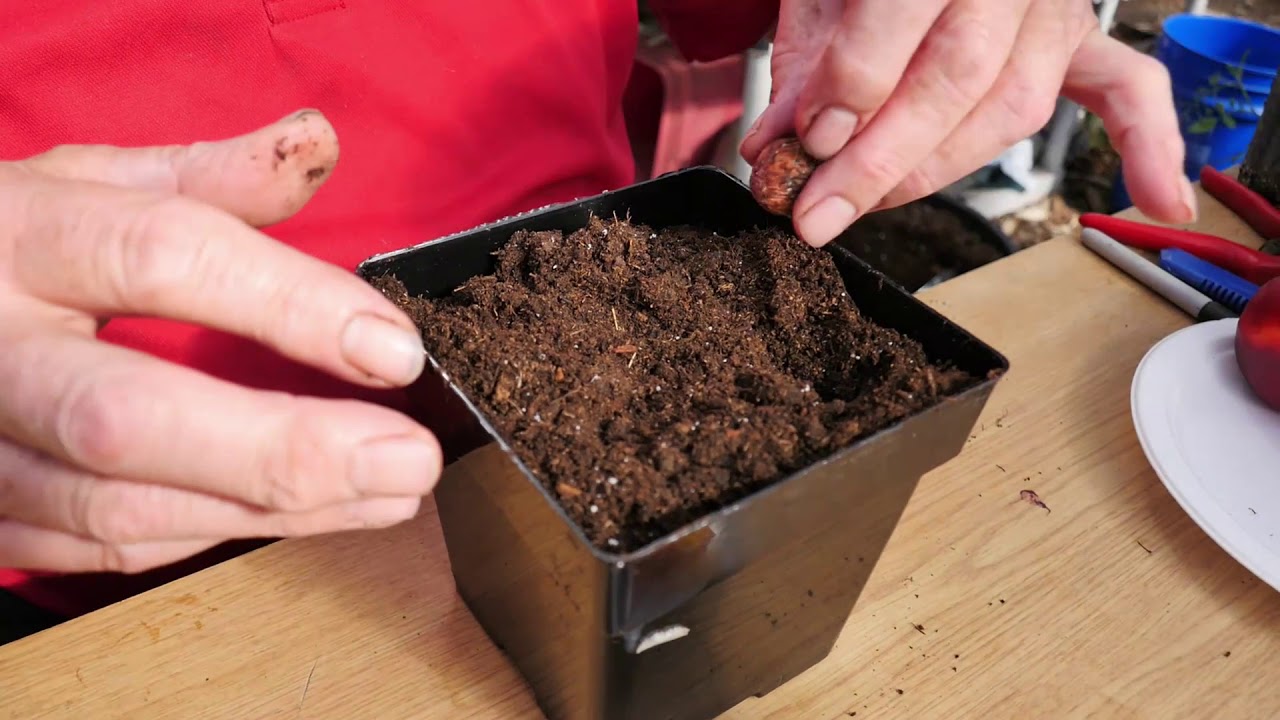 EASY WAY How to Grow Peach Trees from Seed