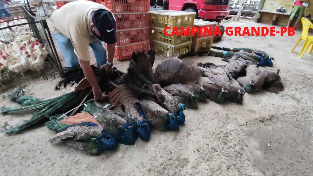OLHA A QUANTIDADE DE PAVÃO  NA FEIRA DA GALINHA CAIPIRA DE CAMPINA GRANDE-PB 05/01/2022