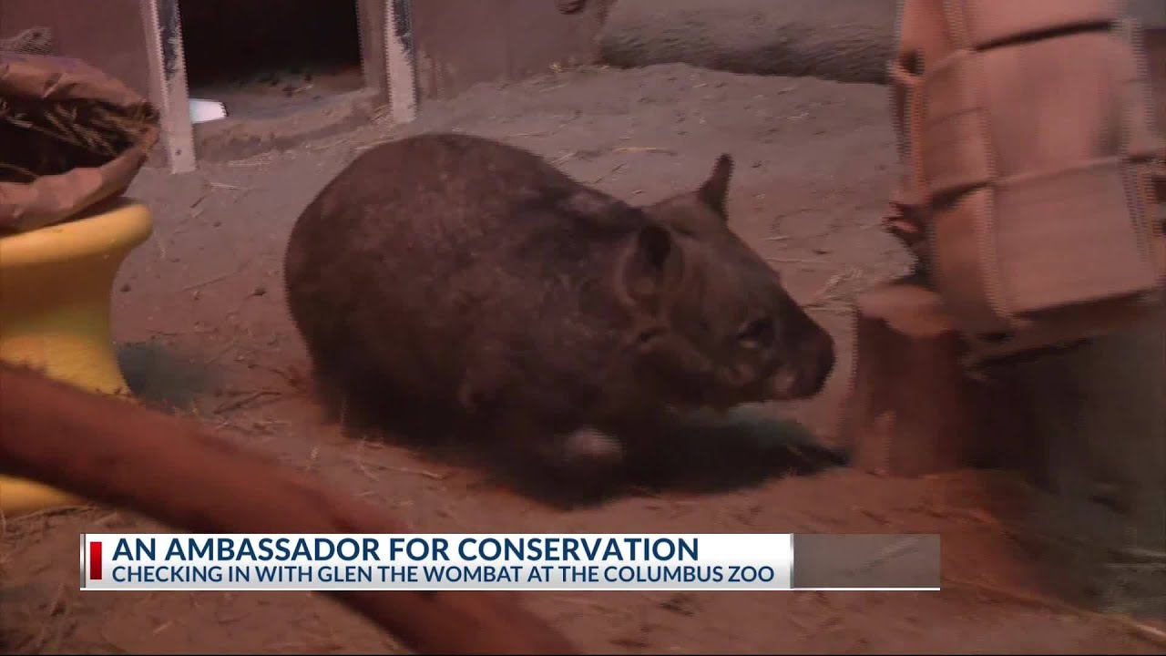 Glen the Wombat: Checking in with the Columbus Zoo