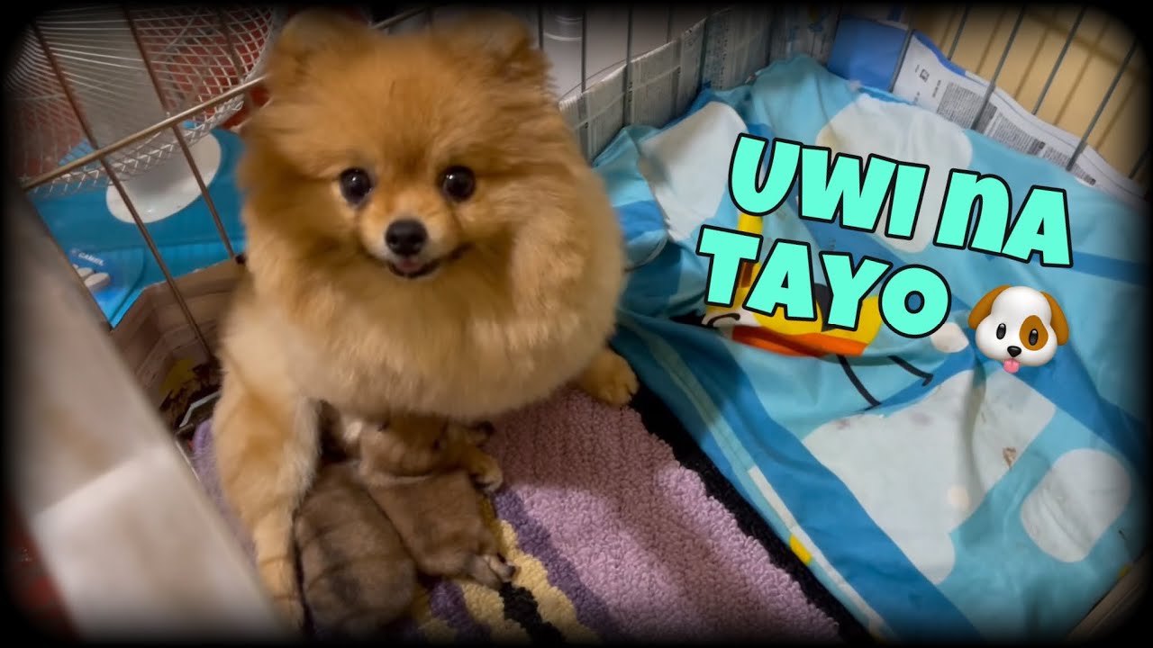 Uwi Na Natin Si Twixie | Mitch Duran