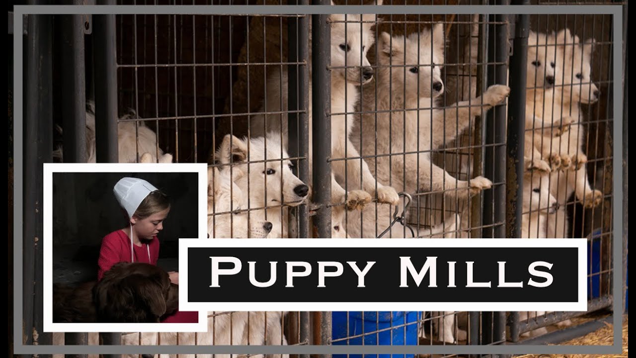 Amish Puppy Mills