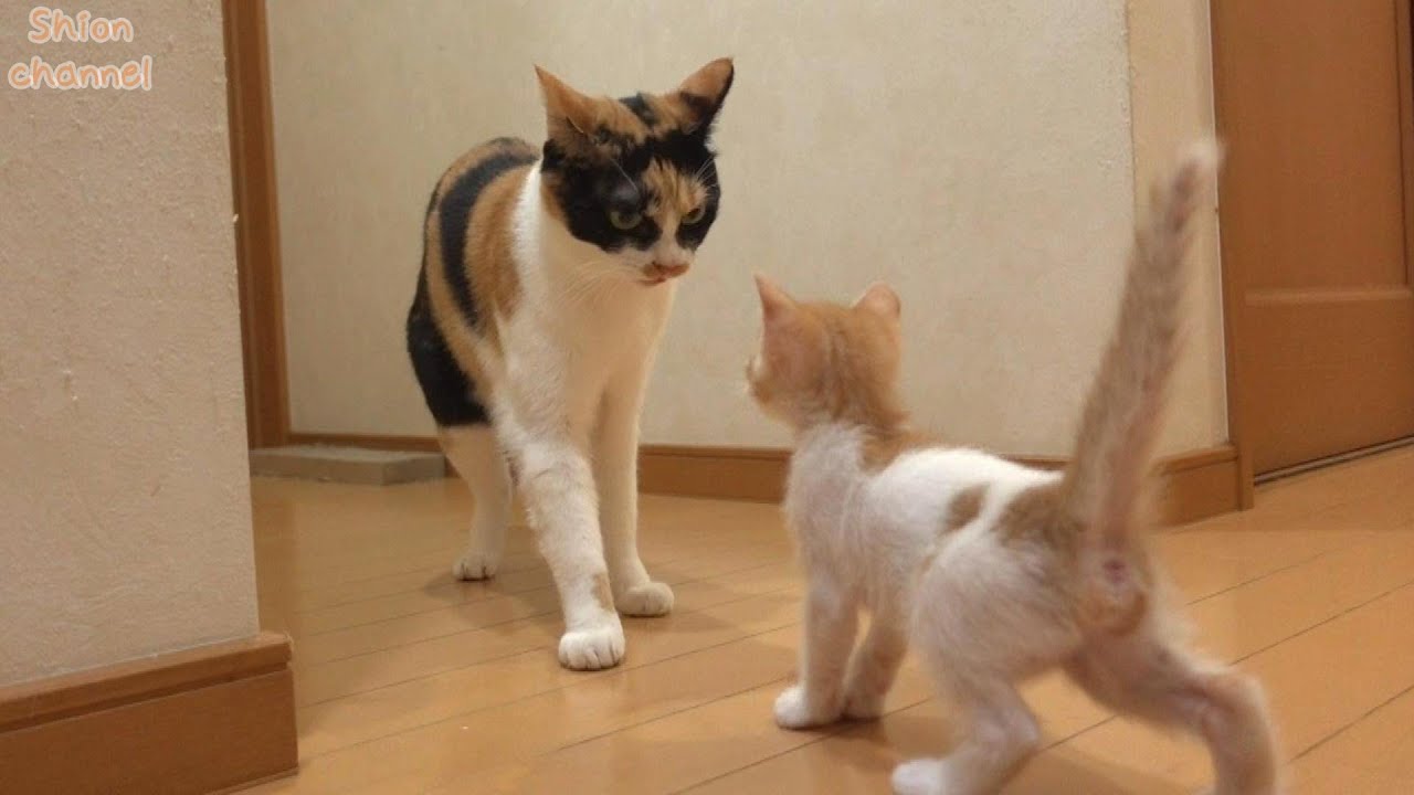 【生後37日】子猫が不器用な猫に挨拶したらこうなりました…