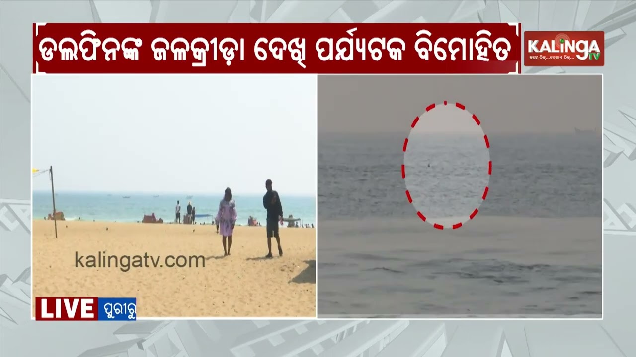 Dolphins spotted off Puri coast day after sea snail phenomenon | Kalinga TV