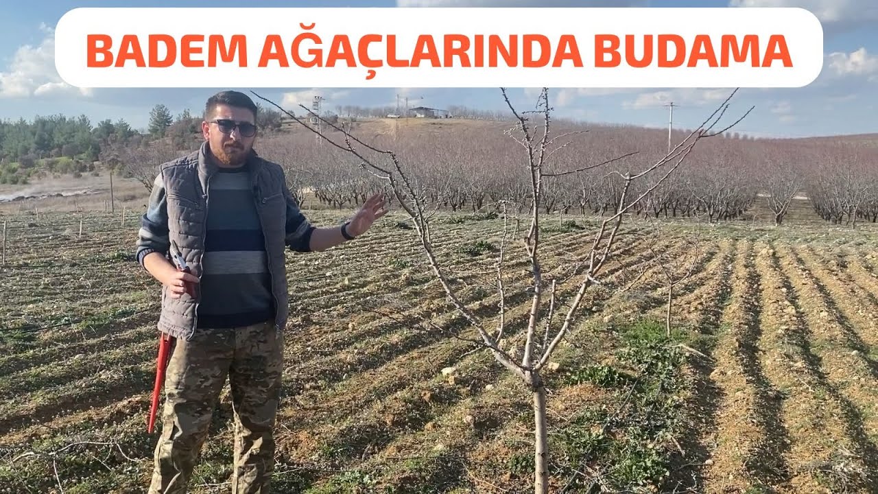 BADEM AĞAÇLARINDA BUDAMA... #budama #bahçe #badem #almond #tarım #meyve #çiftçi #aşı #badam #ziraat
