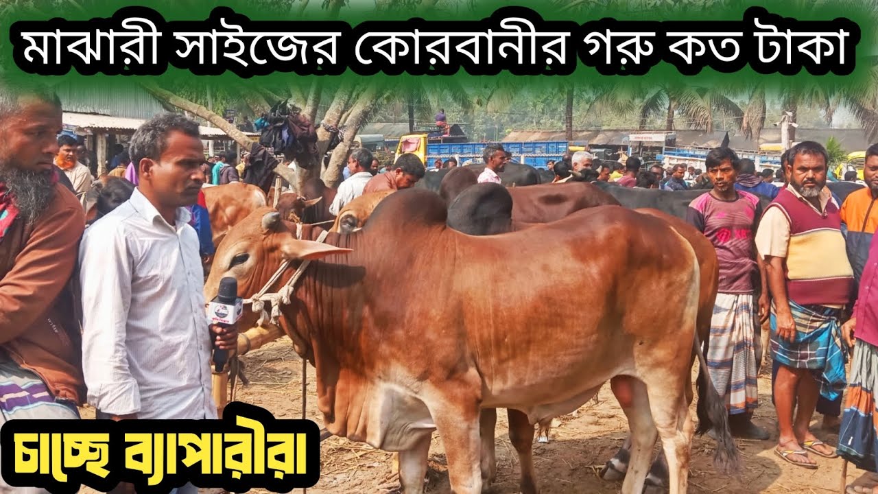 ৪ফেব্রুয়ারি২০২৬| বড়বাড়ী হাটে কোরবানীর দাঁতাল গরু কেমন দামে বেচাকেনা করবেন ব্যাপারীরা দেখুন!
