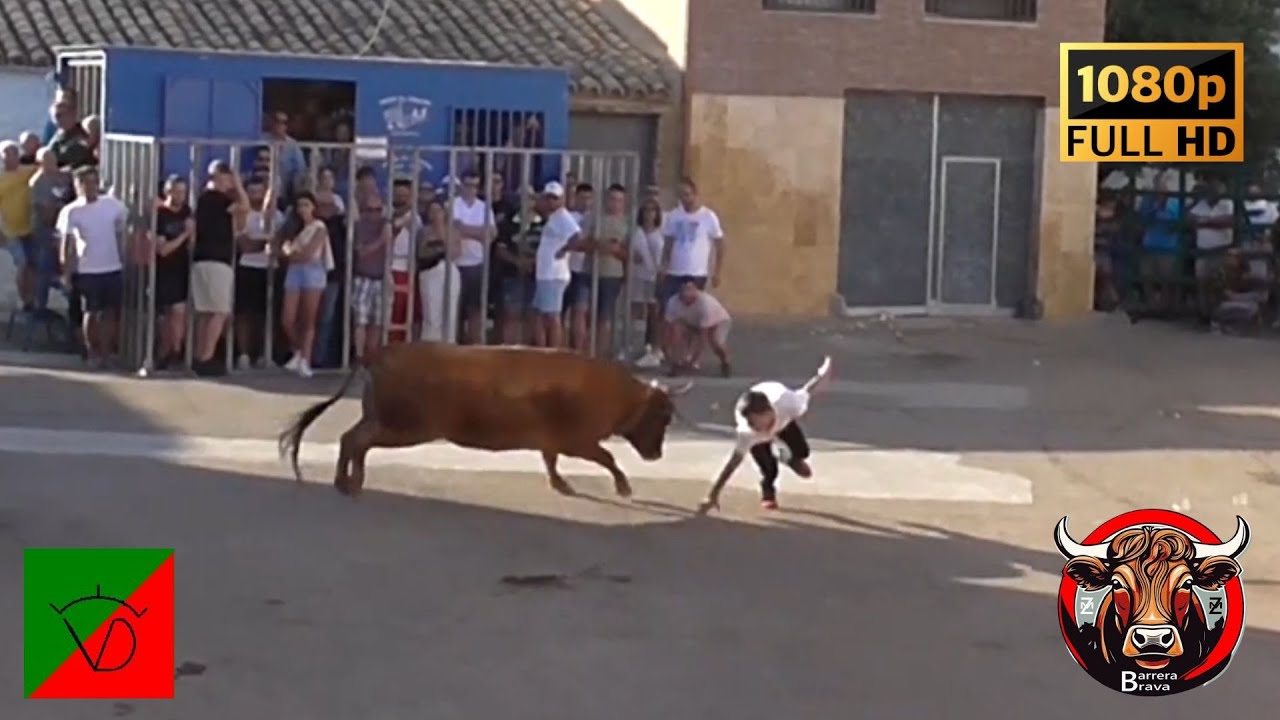 Torres de Berrellén. Vacas en Calle | 21/07/2024 | Ganad. Vicente Domínguez