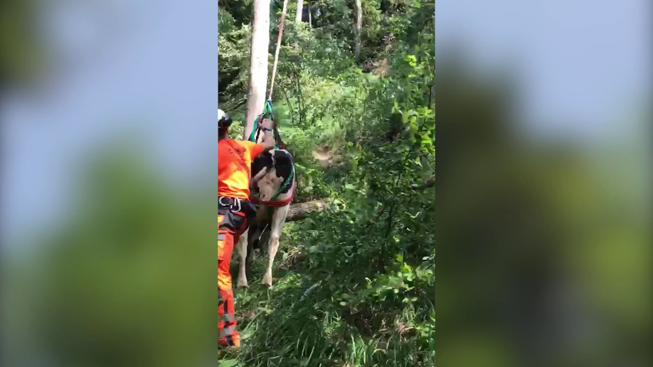 Cow airlifted to safety in Switzerland