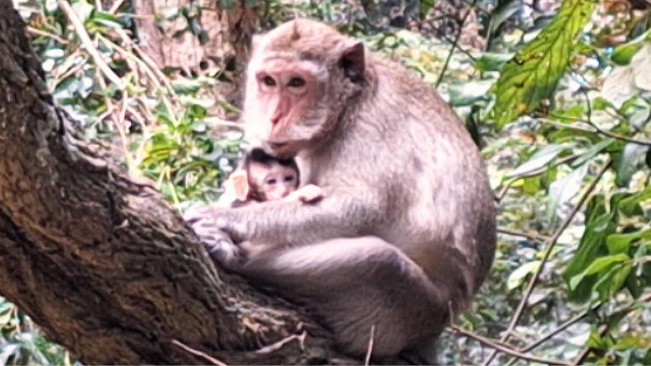 What Happens When Monkeys Meet a New Friend?