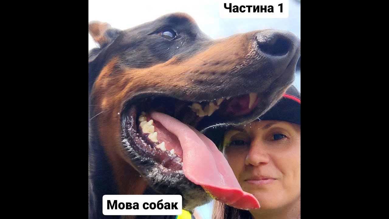 Мова собак частина 1