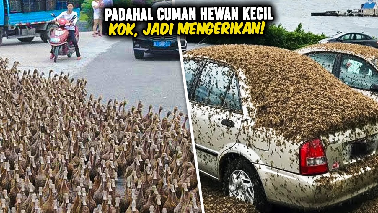 PERTAMA KALI LIHAT KEJADIAN INI! Ketika Jutaan Hewan Menginvasi Pemukiman Warga
