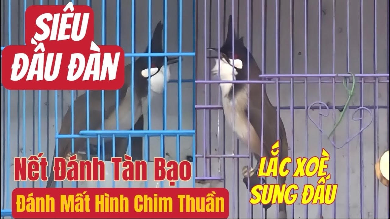 SIÊU ĐẦU ĐÀN-Nết H.uỷ D.iệt Lắc Xoè/Đánh Bay Chim Thuần/Nết Chơi Quá Khét//Không Có Con Thứ 2