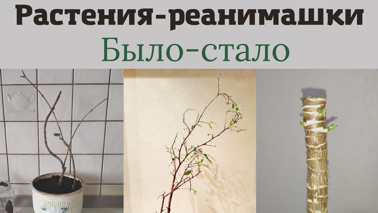 Вы просили - Я сделала! Растения реанимашки: было - стало!