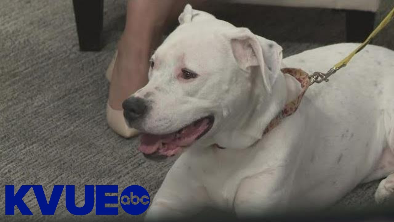 Pet of the Week: Meet Laney | KVUE