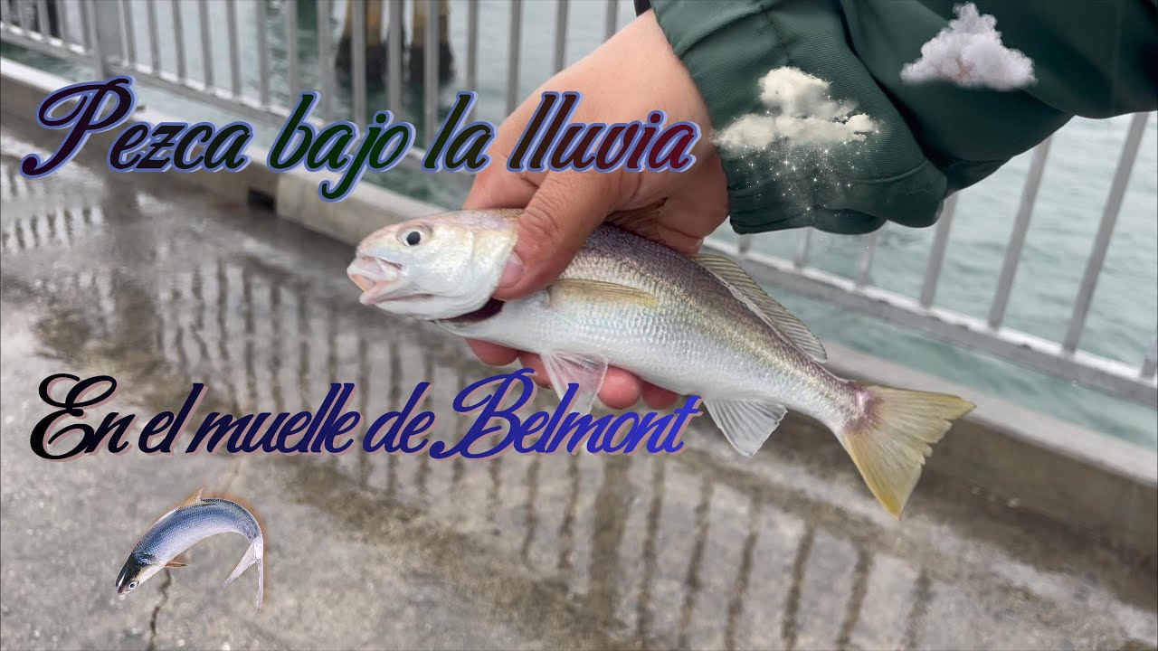 Pesca bajo una tormenta en Belmont Pier !! 🐟☔️🎣