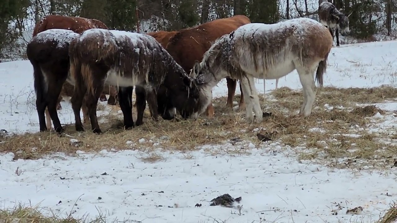 Message from the cow pasture 12526