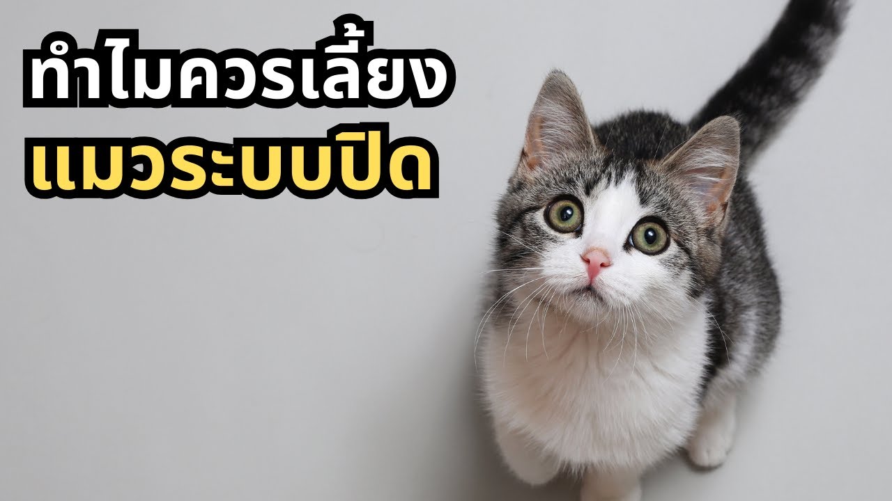 ทำไมควรเลี้ยงแมวระบบปิด