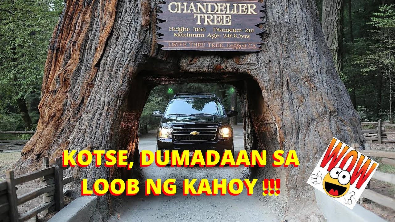THE CHANDELIER TREE|Kahibalo Tsanel