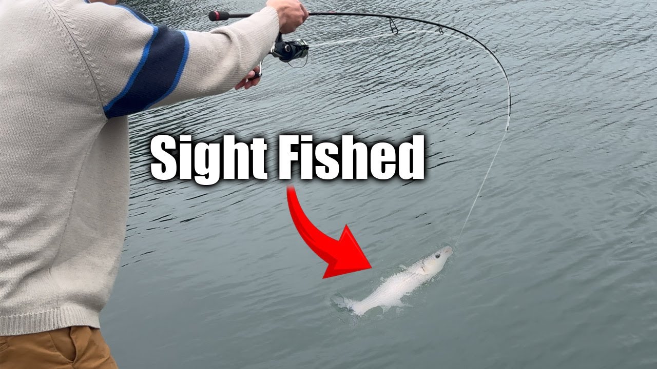 Ловля серой кефали на хлеб | Рыболовы Fal Anglers