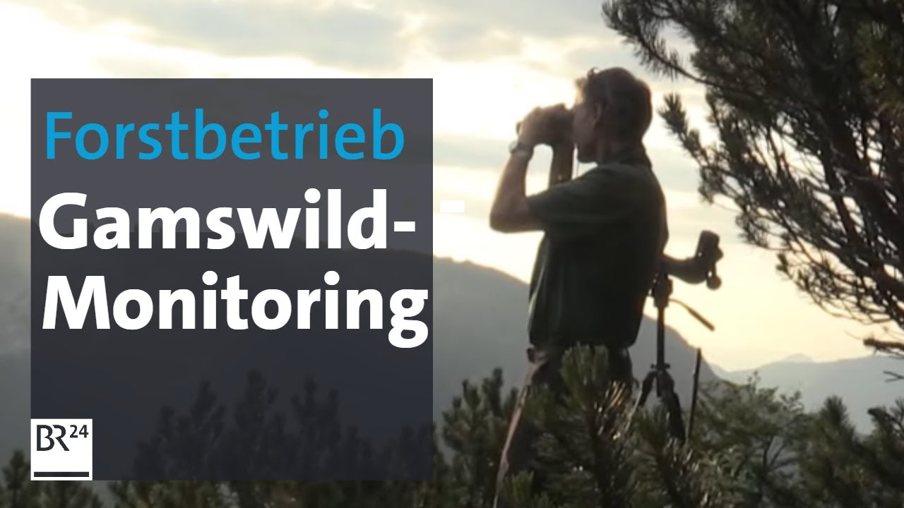Forstbetrieb Berchtesgaden: Gro&szlig;es Gamswild-Monitoring | Abendschau | BR24