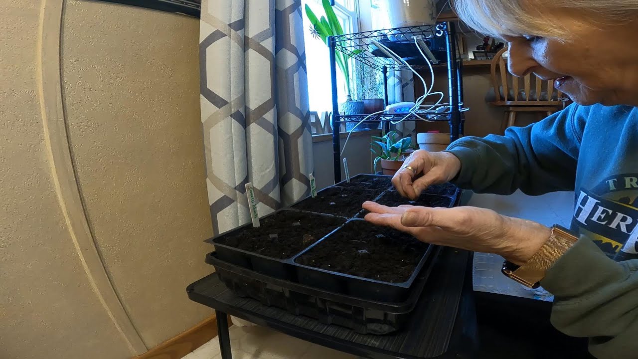 SEEDING LISIANTHUS, IT IS TIME!!