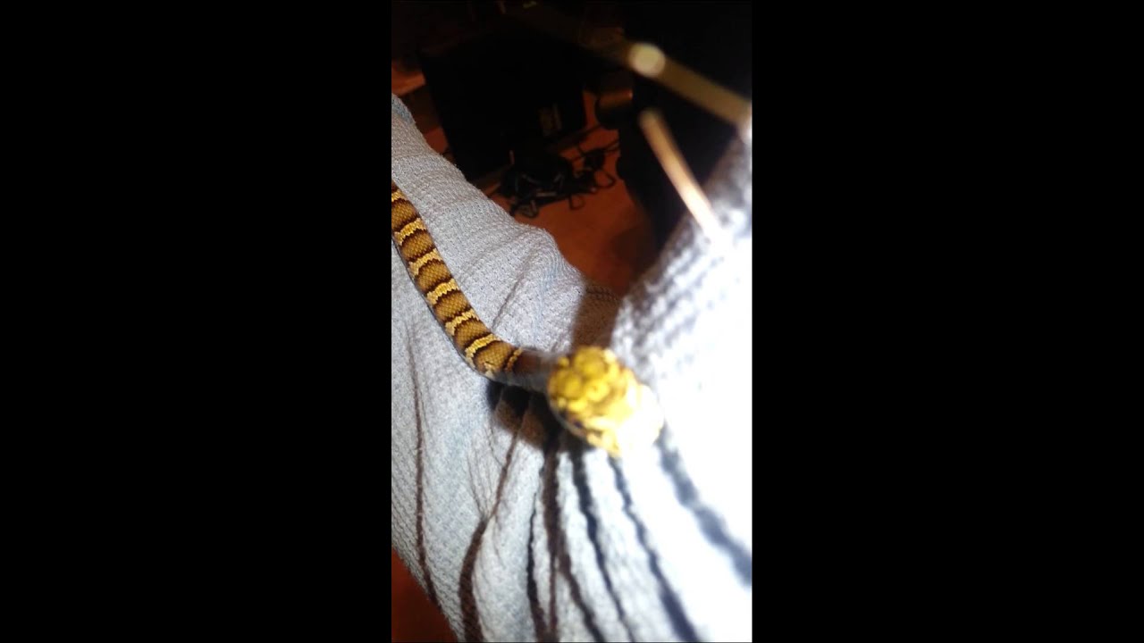 Baby Russian rat snake must climb the warm tree