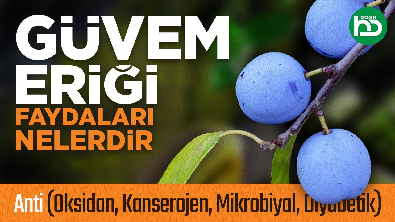 Güvem Eriği Faydaları ve Tüketim Şekli, Çakal Eriği (şifalımeyveler/1)