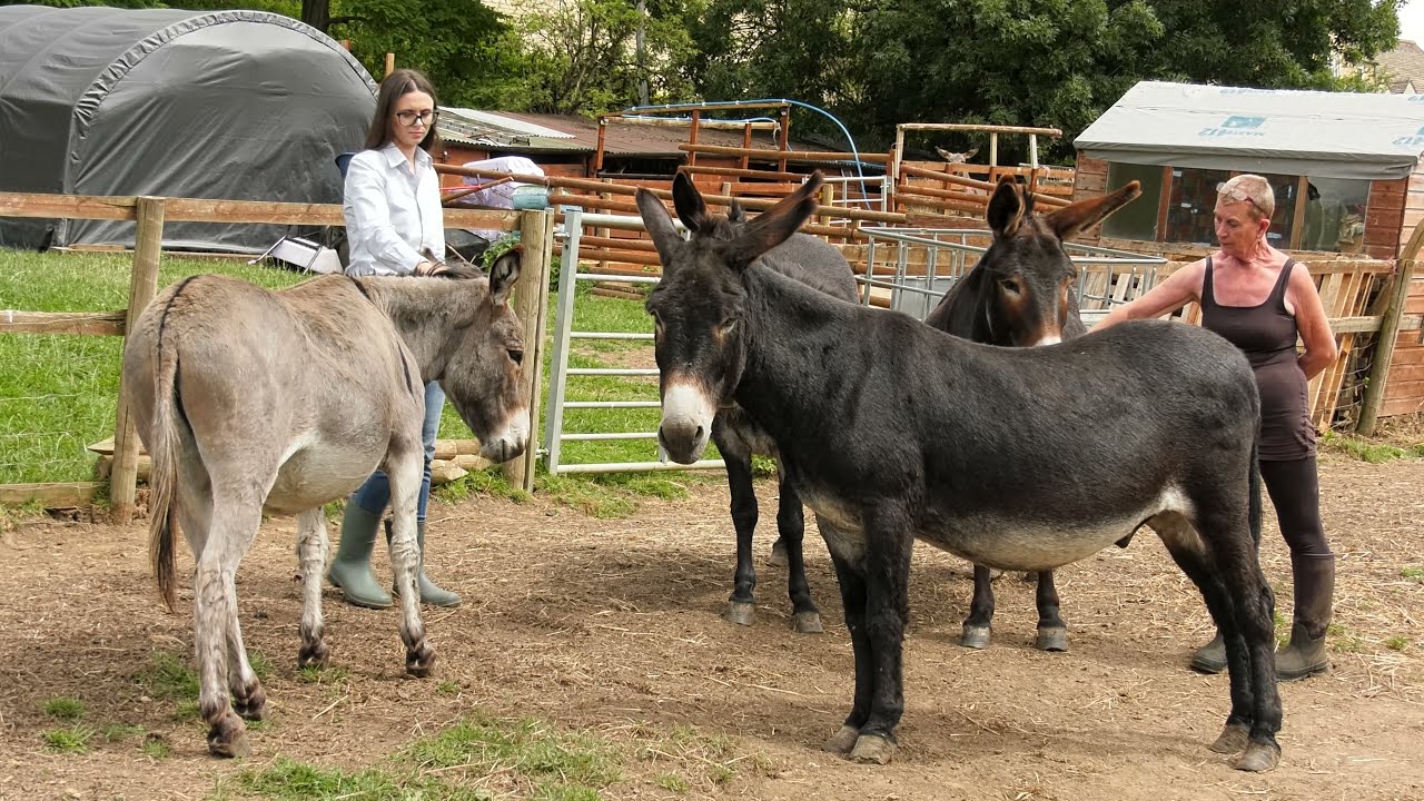 Nailsworth Donkey Sanctuary