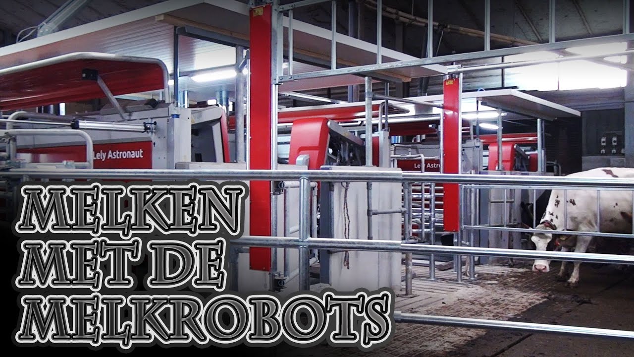 Melken Met De Melkrobots