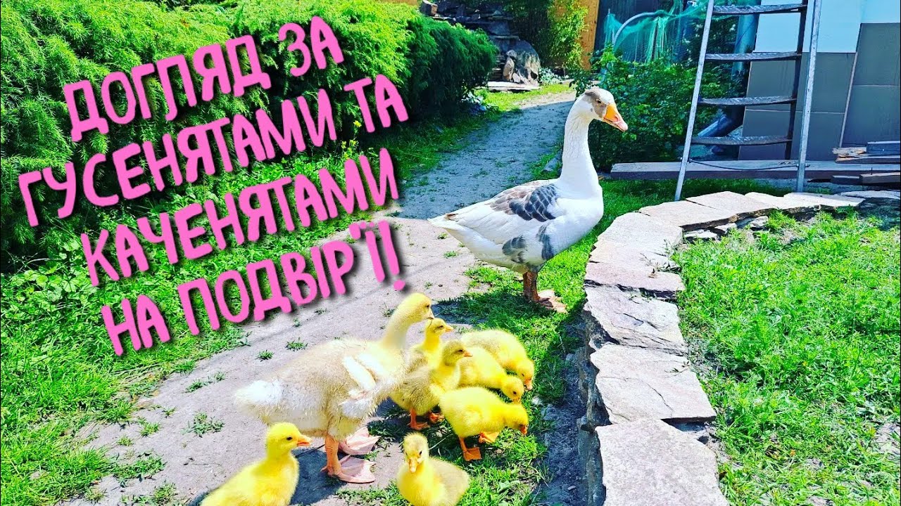 ОСНОВИ ВИРОЩУВАННЯ ГУСЕНЯТ ТА  КАЧЕНЯТ.ЧИ ТРЕБА ПРОПОЮВАТИ ТА ЧИМ ГОДУВАТИ ЩОБ НЕБУЛО РОЗКЛЬОВУ?