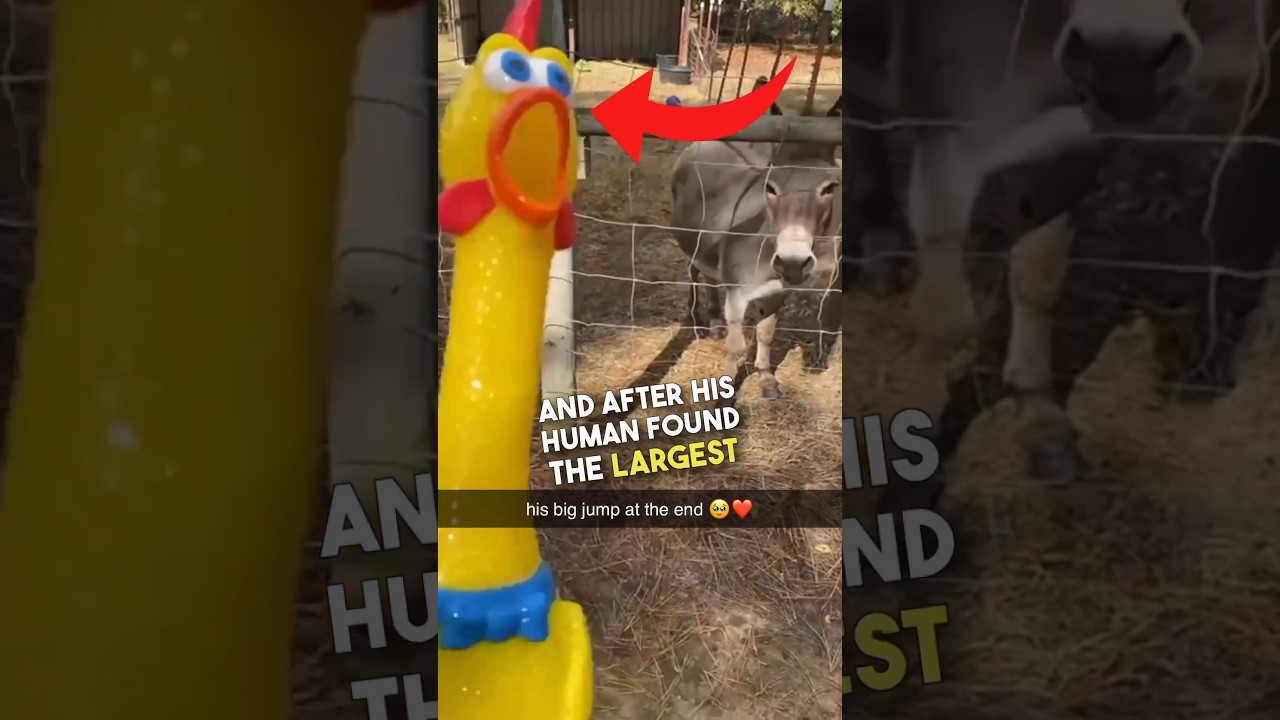 Ослики &mdash; это просто гигантские щенки ❤️