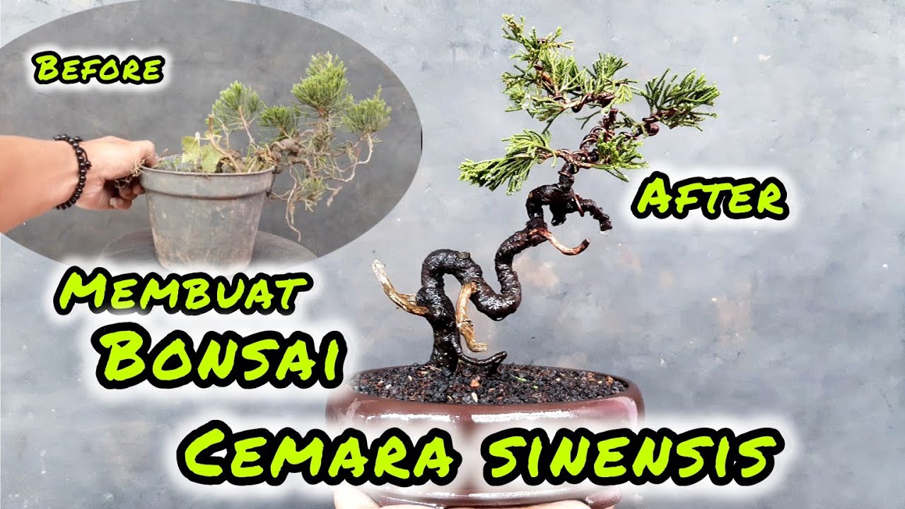 CARA MEMBENTUK BONSAI CEMARA SINENSIS‼️GERAK DASAR BONSAI CEMARA