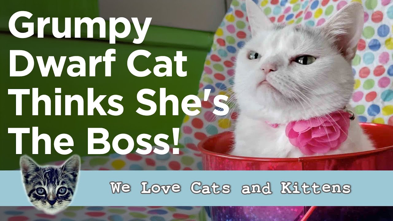 The Bossy Dwarf Cat With A Grumpy Face Stole Her Foster Mom's Heart!